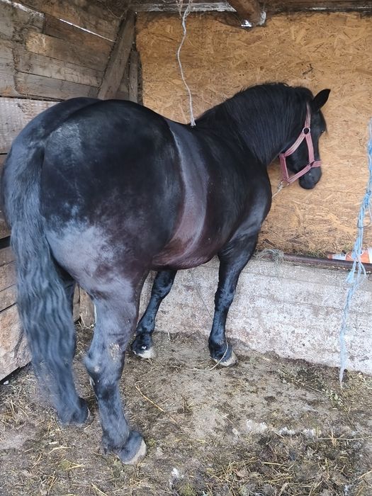 Vând iapa de 7 ani gestanta