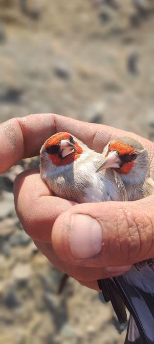 Тройник Конарейка пара
