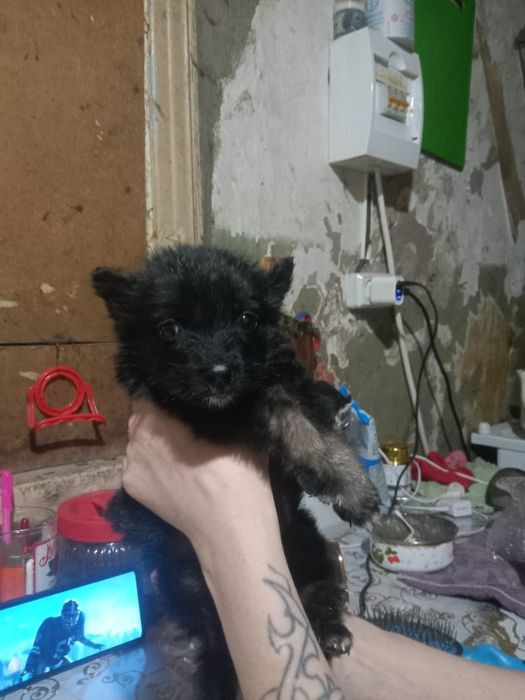 Щенок девочка ищет дом