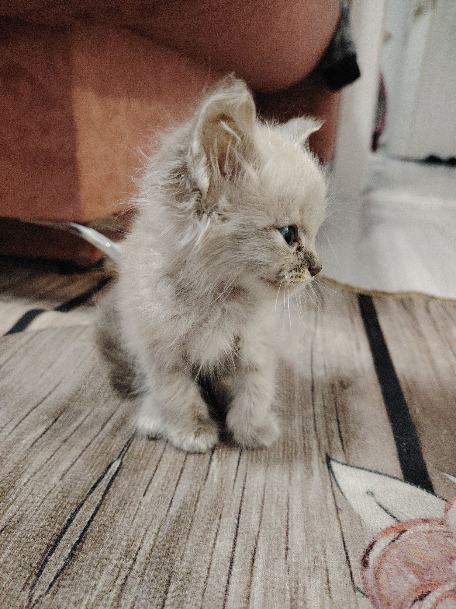 Отдам котят в добрые руки