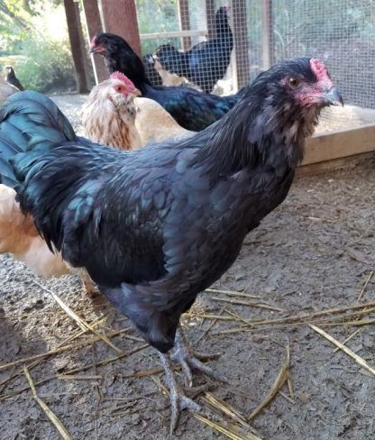 Яйца от Амераукана и Араукана