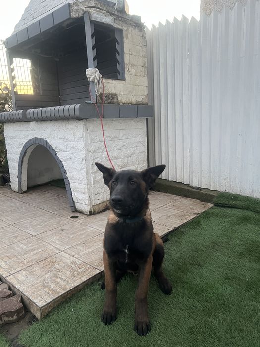 Ciobanesc German Malinois