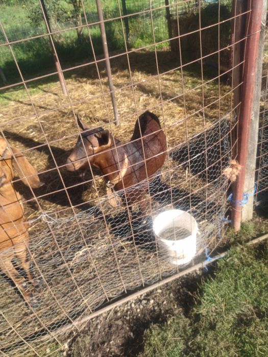 Țap rasă mursiano ganadina proveniență Spania