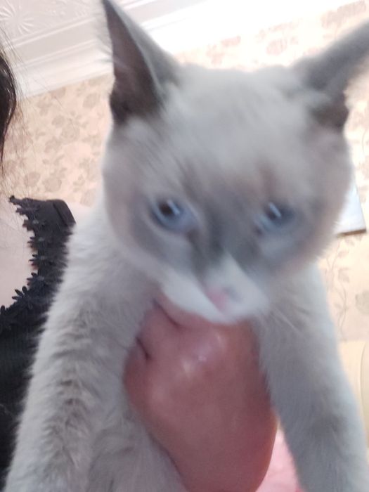 Отдам коотика 4 месяца сиамский мальчик обработан от блох