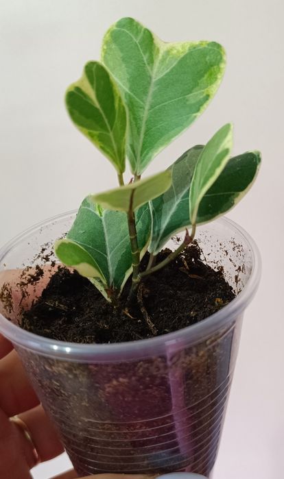 Фикус Триангулярис.