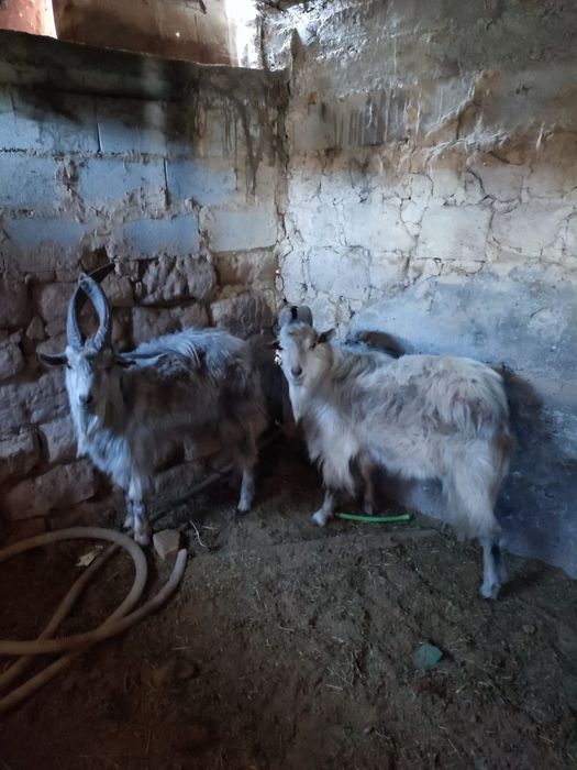 Серке сатылады ..