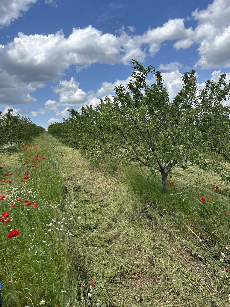 Продава се Земеделски имот в с. Пирне, Област Бургас -  кв.м за 1785 €/дка - Снимка #4
