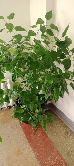 Продам цветок китайская роза