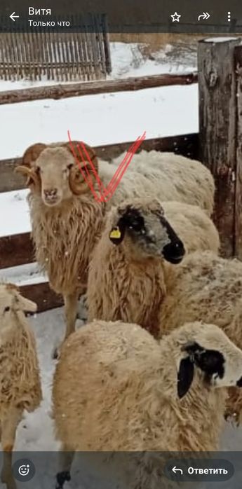 Продам кошкара . !!!