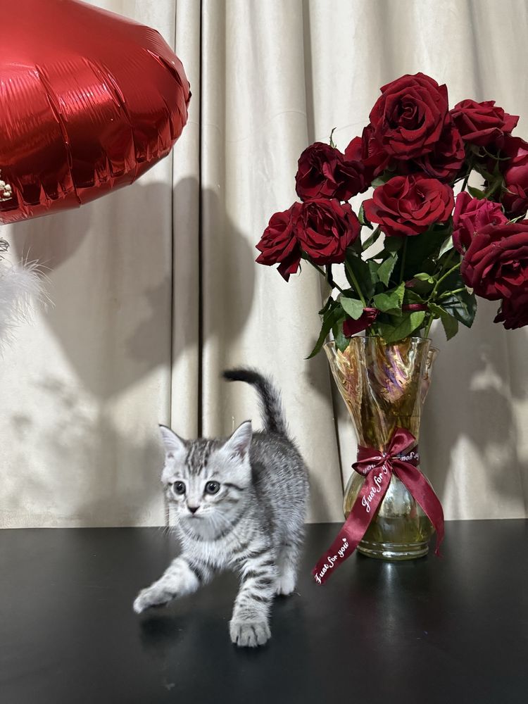 Котята шотланские