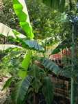 bananieri exotici
