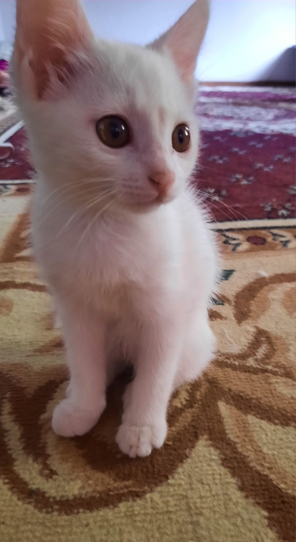 Продаётся котёнок