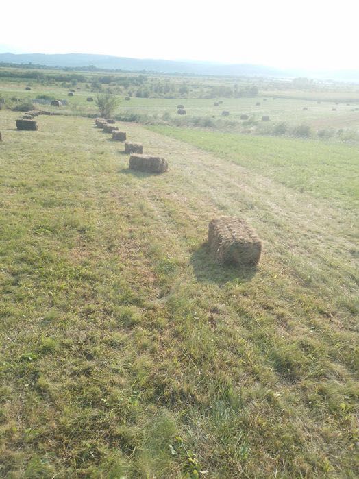Vând baloți de fân dreptunghiulari