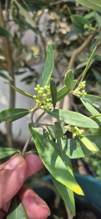 Puieti de maslin mari oferta