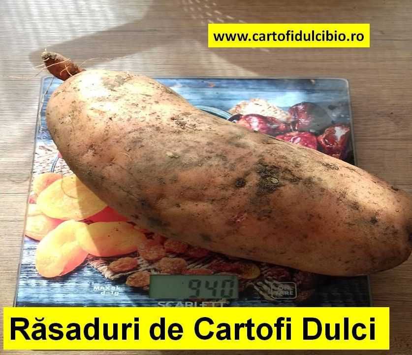 Semințe, răsad, butași, răsaduri, sămânța, lăstari de Cartofi Dulci !