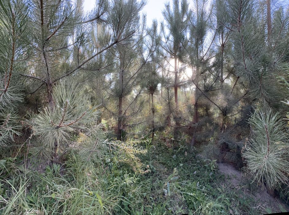 Кирим сасна арчалари сотилади