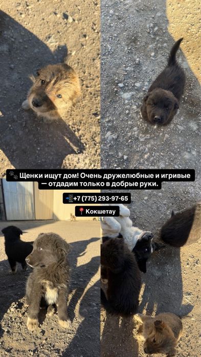 Отдам щенят в добрые руки 1,5 месяца