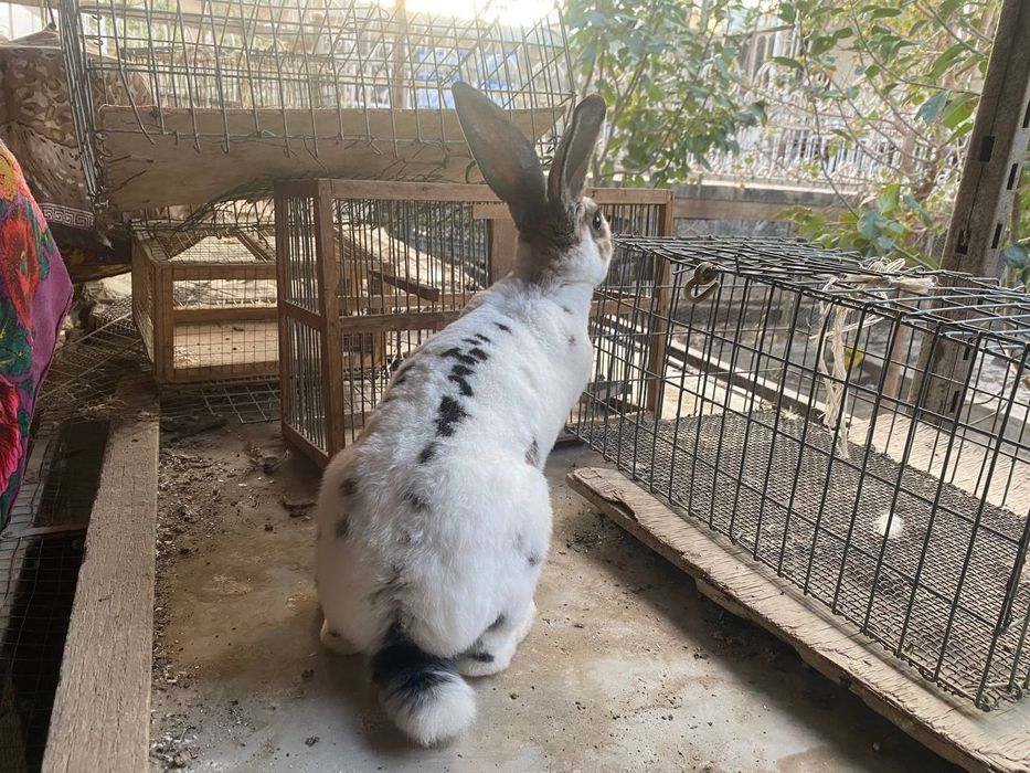 Рекс зотли куйонларимиз сотилади