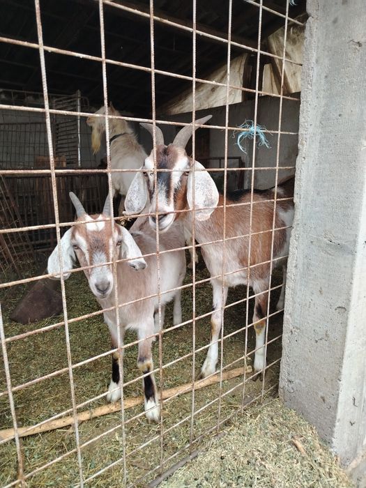 Capre rasă anglonubiana