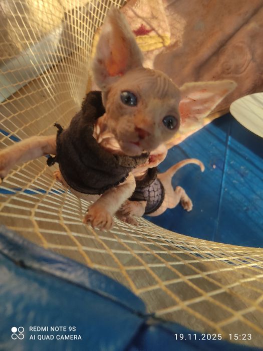 Котята канадский сфинкс,родились 8 октября  две девочки