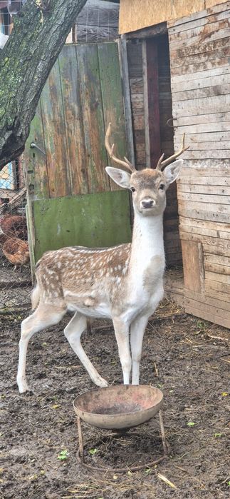 Dama dama mascul 2 ani