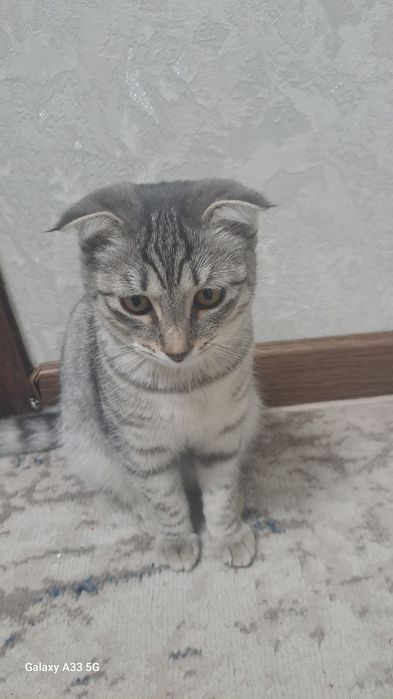 Продаю очаровательную шотландскую кошечку (7 месяцев)
Очень ласк