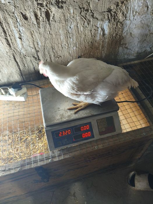 Бройлеры цеплята