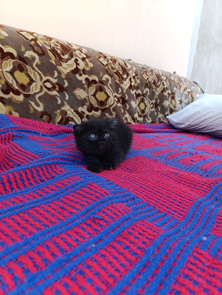 Продам черного котенка