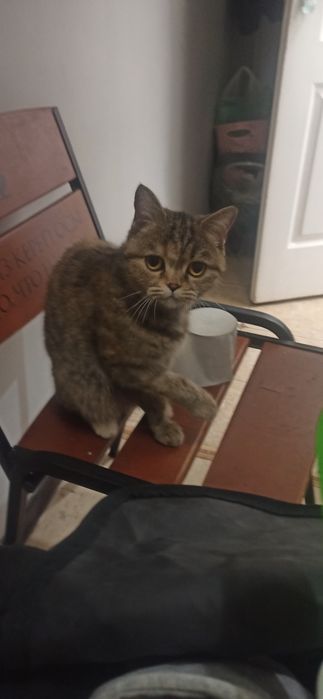 Продам кошку "шотландская прямоухая короткошёрстная