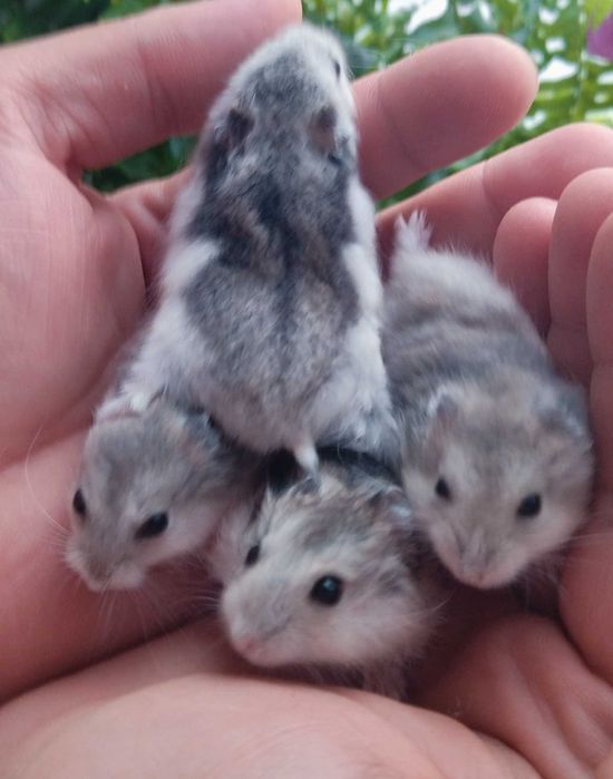 Hamster pui gri deschis foarte blânzi animale de companie