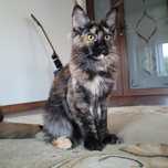 Pisica rasa maine coon