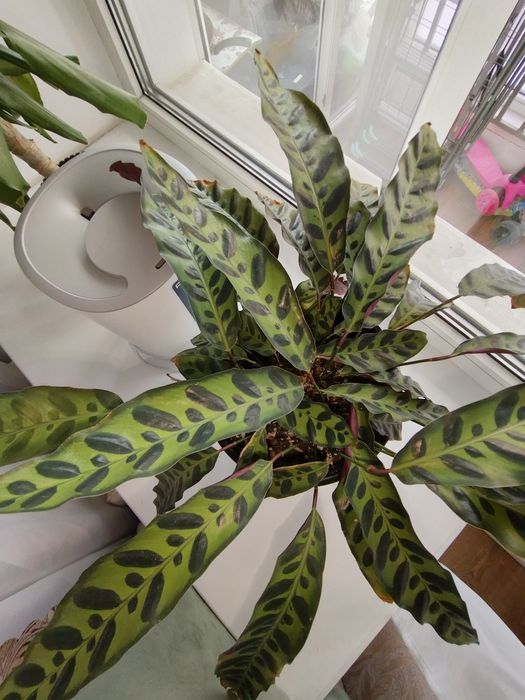 Продам комнатные растения