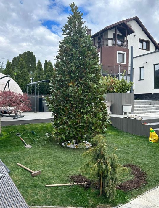 Planta ornamentale la cele mai bune preturi