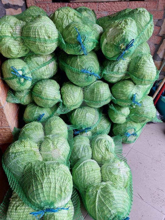 Vând varza 1-2 tone