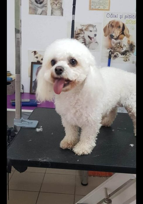 Frizerie canină ayșa