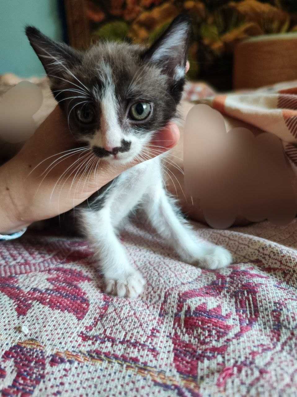 Игривый ручной котёнок