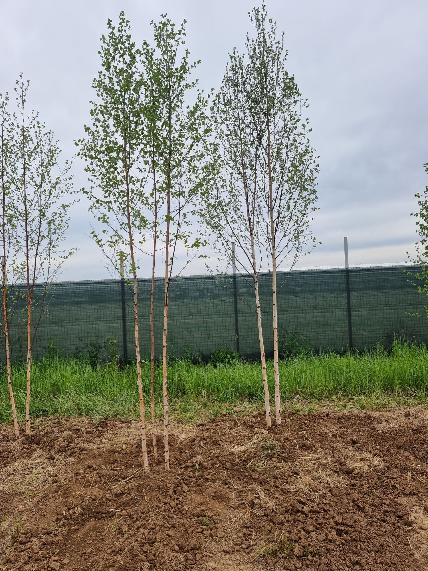 Mesteacan alb ( betula pendula) Platan