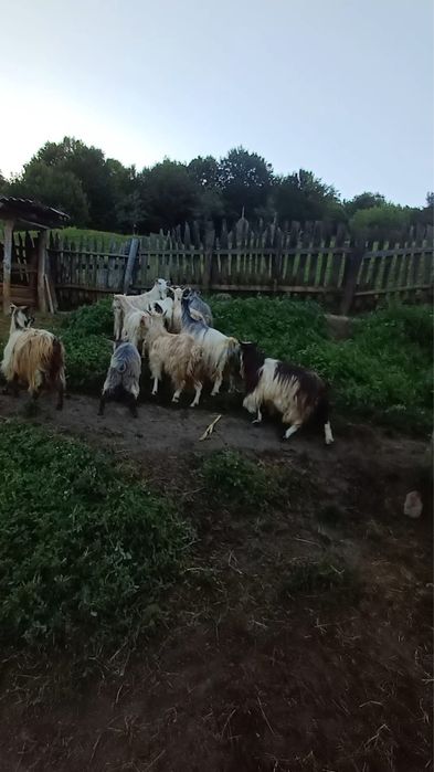 Capre carpatine bune de lapte