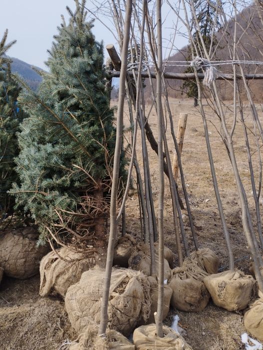 Plante ornamentale și gazon rulou