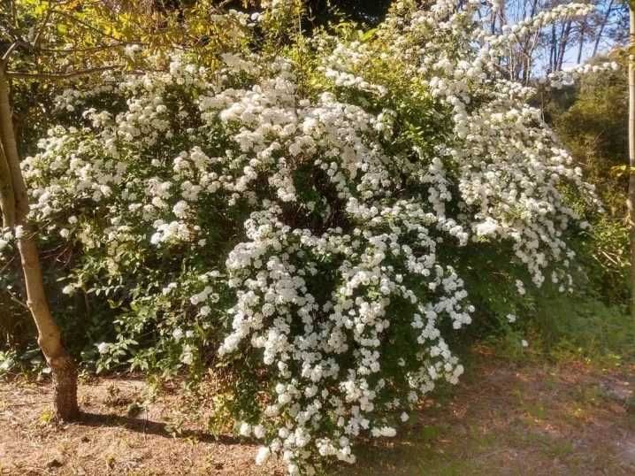 Саженцы    Виргинской Черёмухи