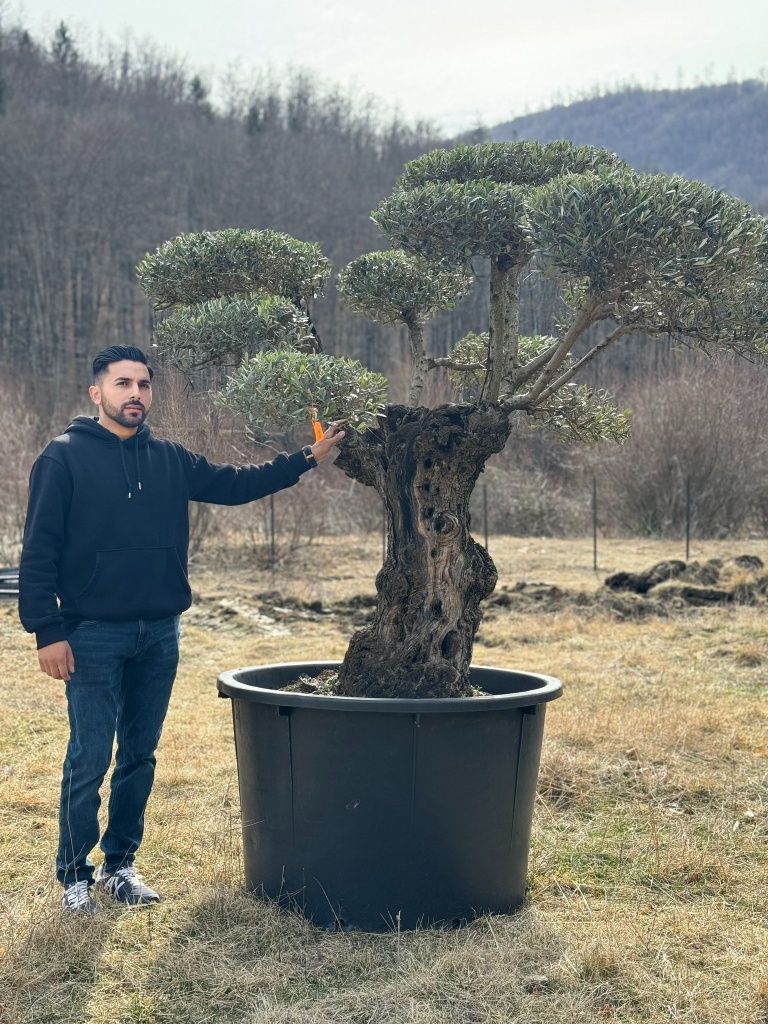 Maslini seculari ( batrani, groși ) bonsai, olea europaea