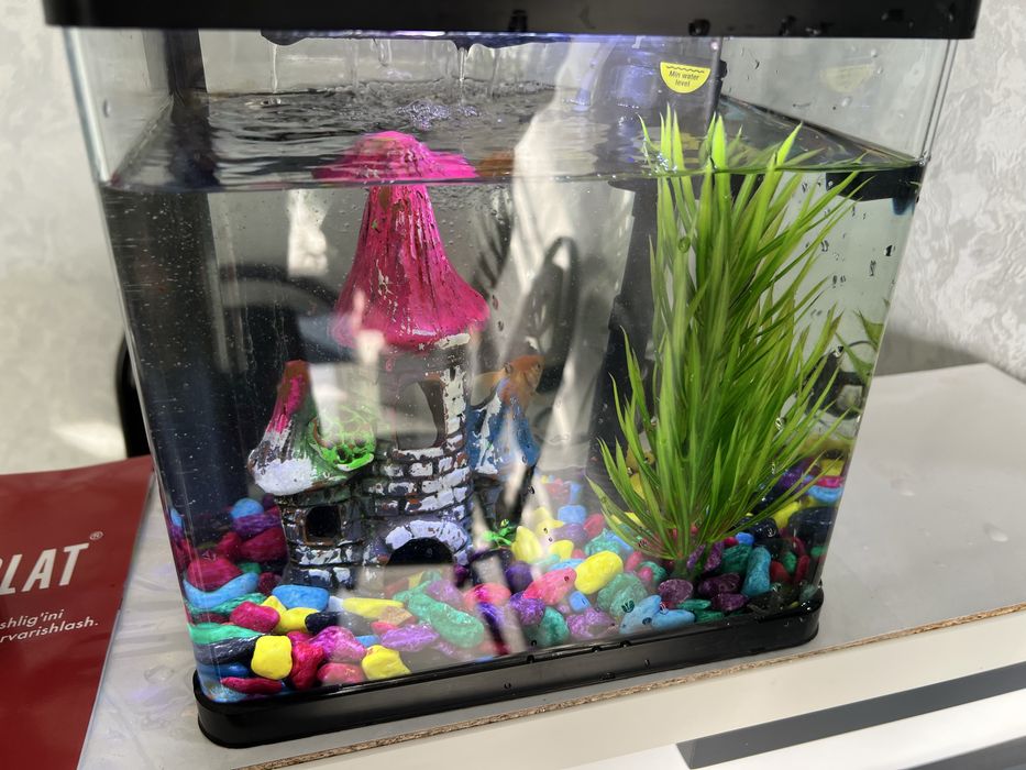 Аквариум Akvarium oltin baliq