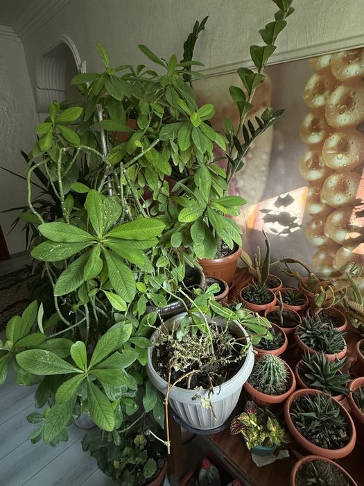 Цветы домашние.