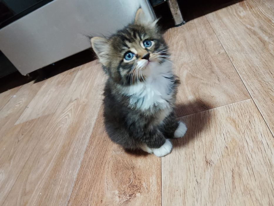 Пятеро пушистиков ищут дом