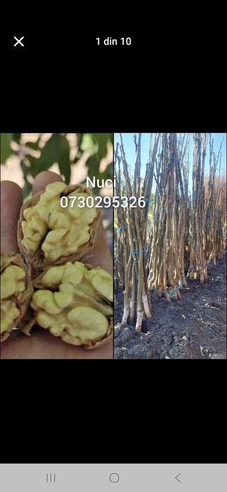 Vând Pomii Fructiferi Altoiți Clasici si Columnari anul 3 de vegetație
