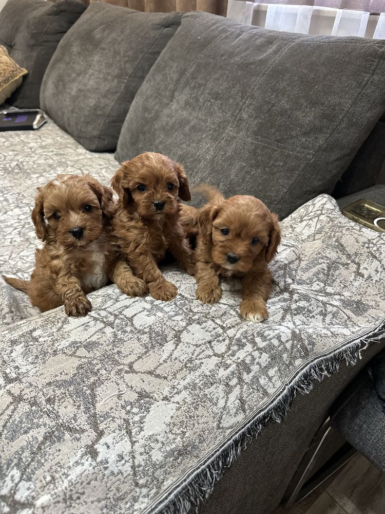 Кавапу-Cavapoo.