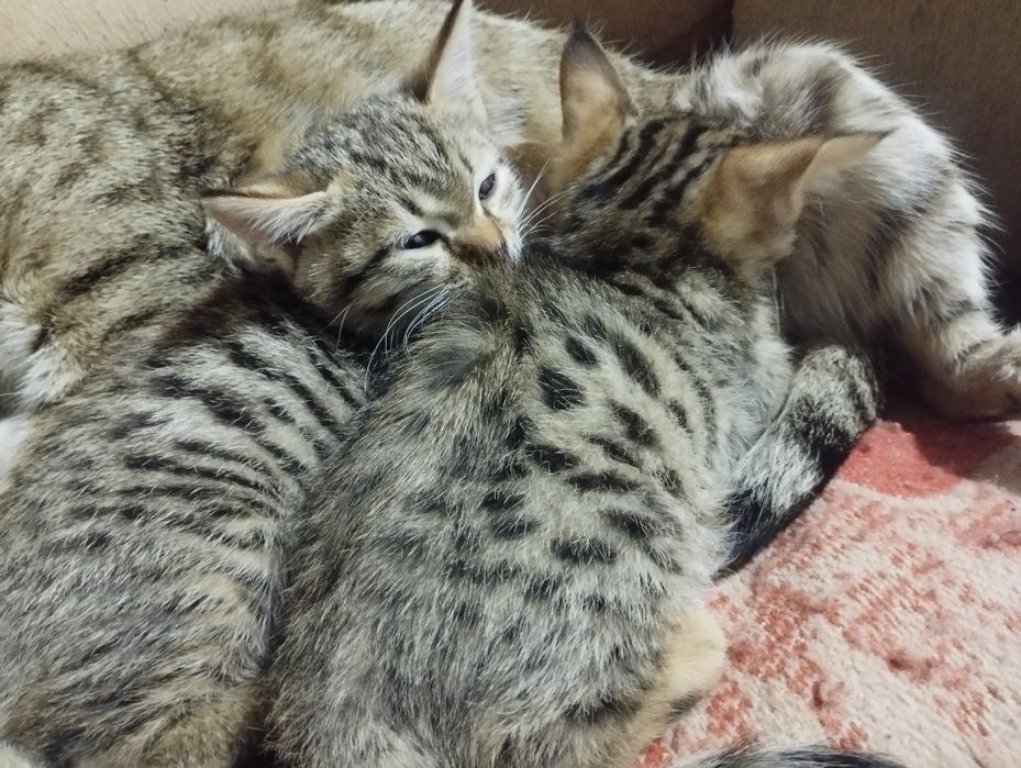 Отдам котят в даром хороший людям заботливым хорошо кушает и пьет