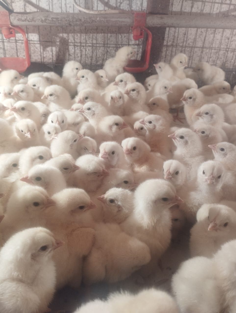 Продам бройлерных домашних цыплят.