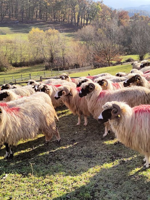 Disponibile oi breze