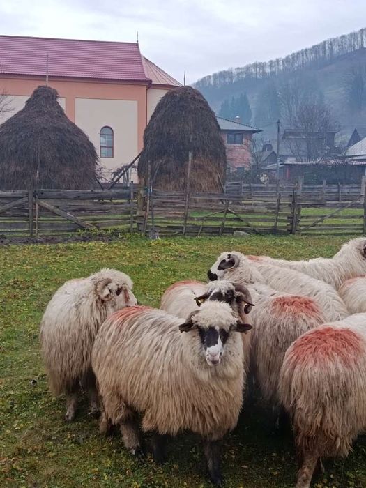 Vând 9 oi și un berbec mior